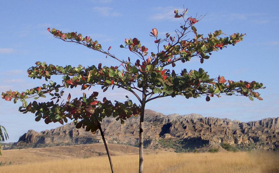 Foto de Isalo, Madagascar