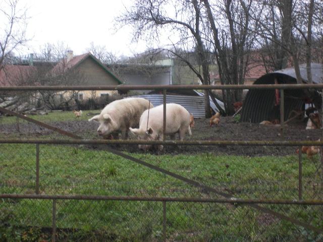 Foto de Lucq de Bear, Francia