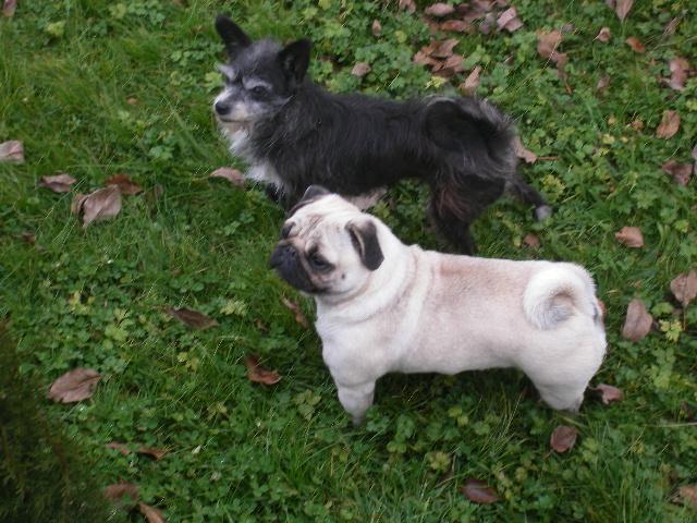 Foto de Lucq de bear, Francia