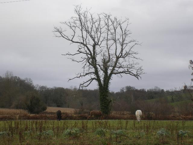 Foto de Lucq de bear, Francia