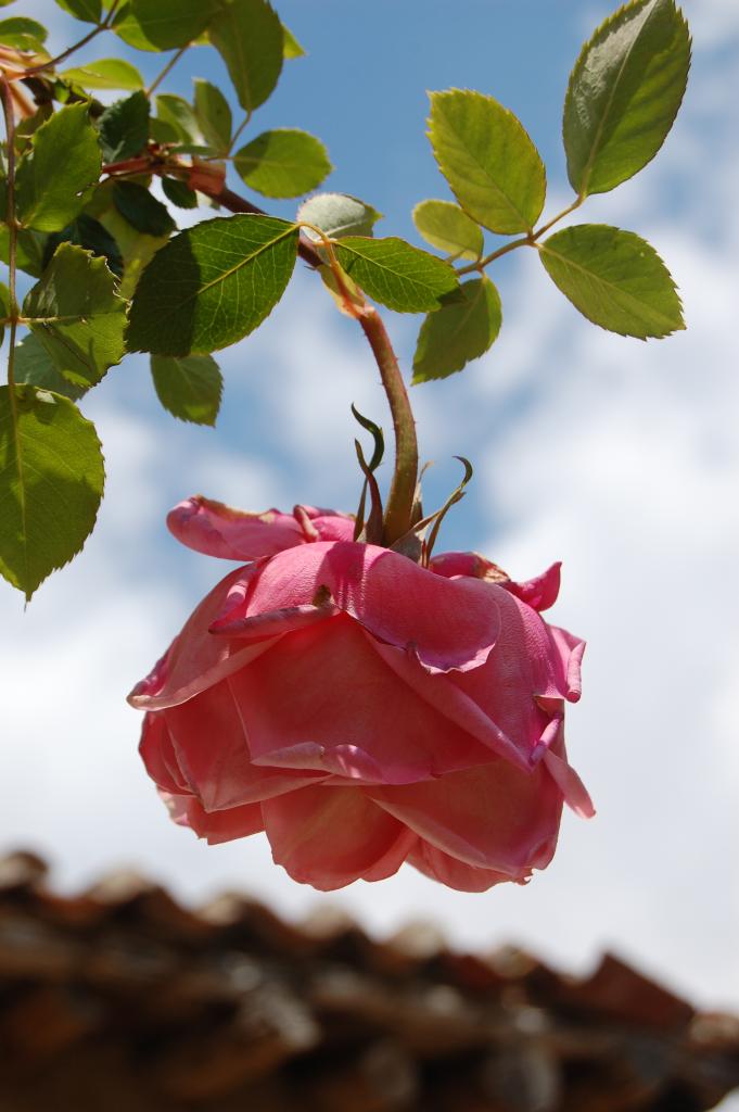 Foto de Rueda (Valladolid), España