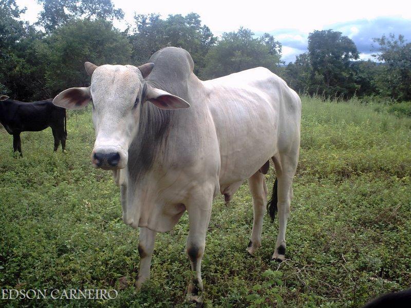 Foto de Montividiu, Brasil