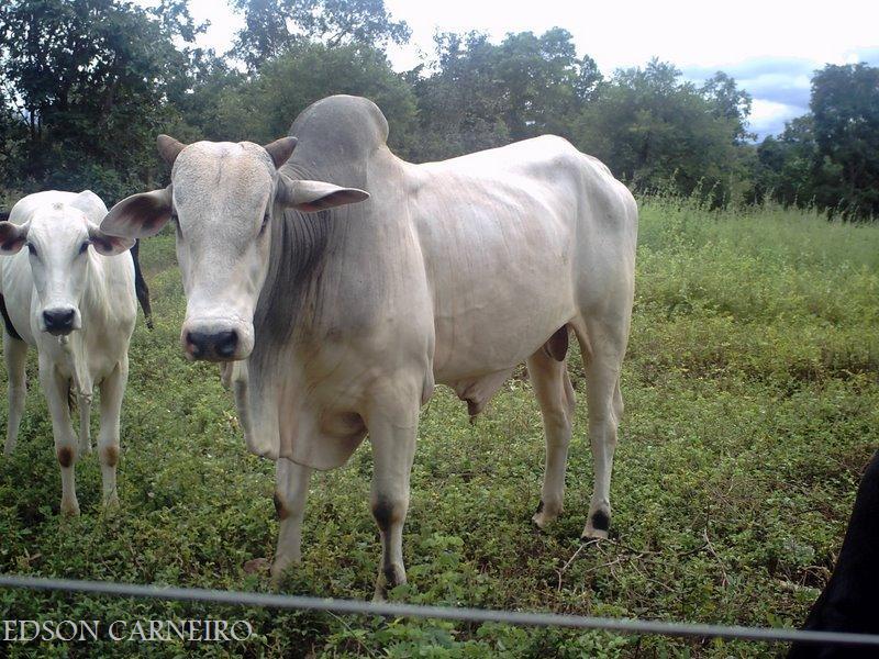 Foto de Montividiu, Brasil
