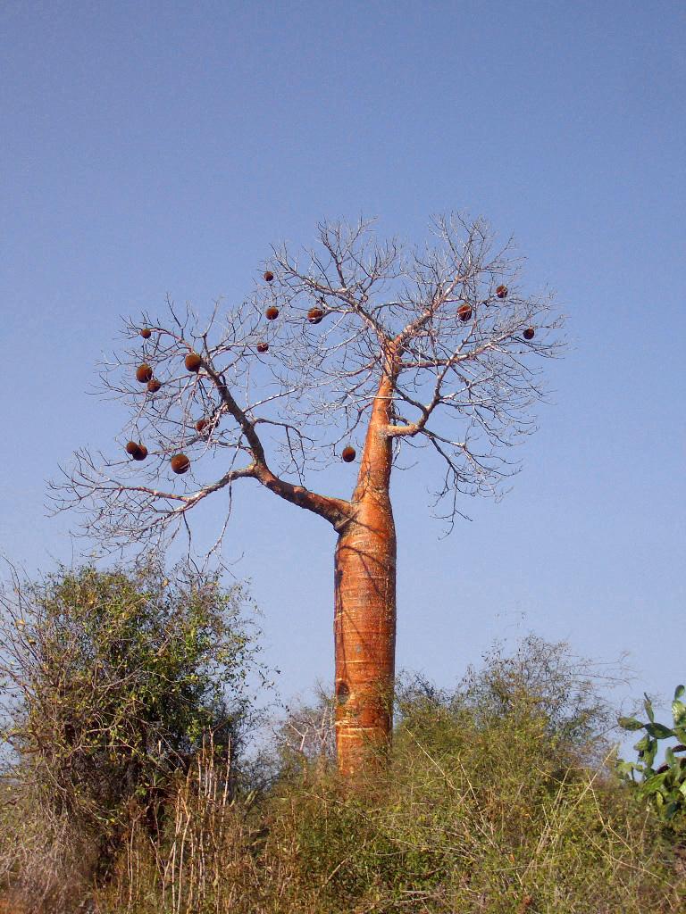 Foto de Ifaty, Madagascar