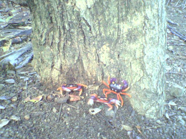 Foto de Playa Pelada (Nicoya), Costa Rica
