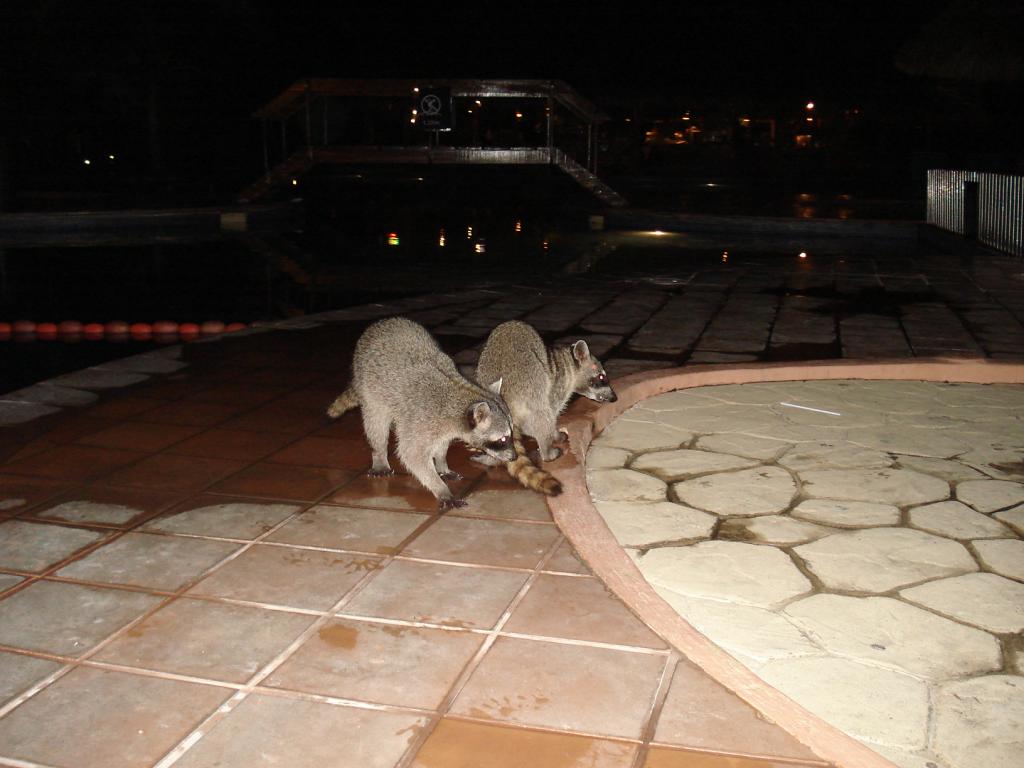 Foto de Tambor (Guanacaste), Costa Rica