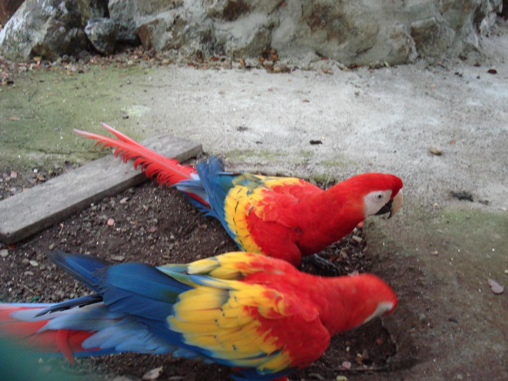 Foto de Tambor (Guanacaste), Costa Rica