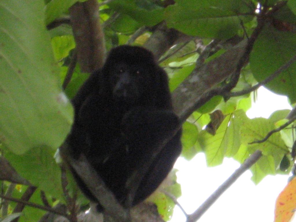 Foto de Tambor (Guanacaste), Costa Rica