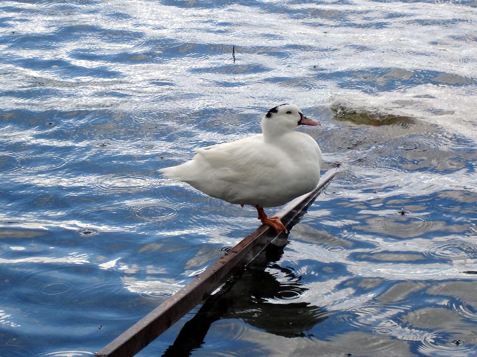 Foto de Banyoles (Girona), España
