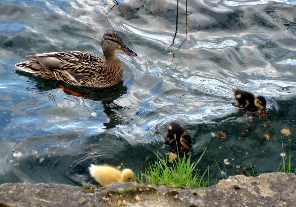 Foto de Banyoles (Girona), España