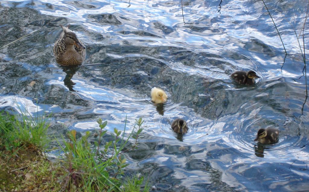 Foto de Banyoles (Girona), España