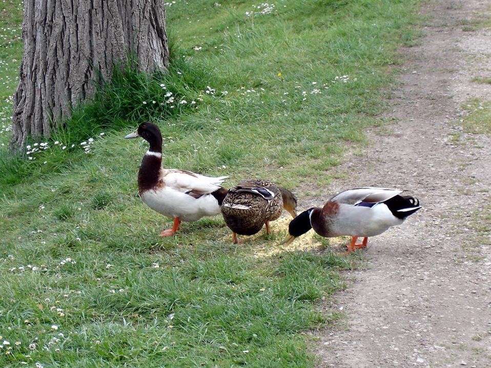 Foto de Banyoles (Girona), España