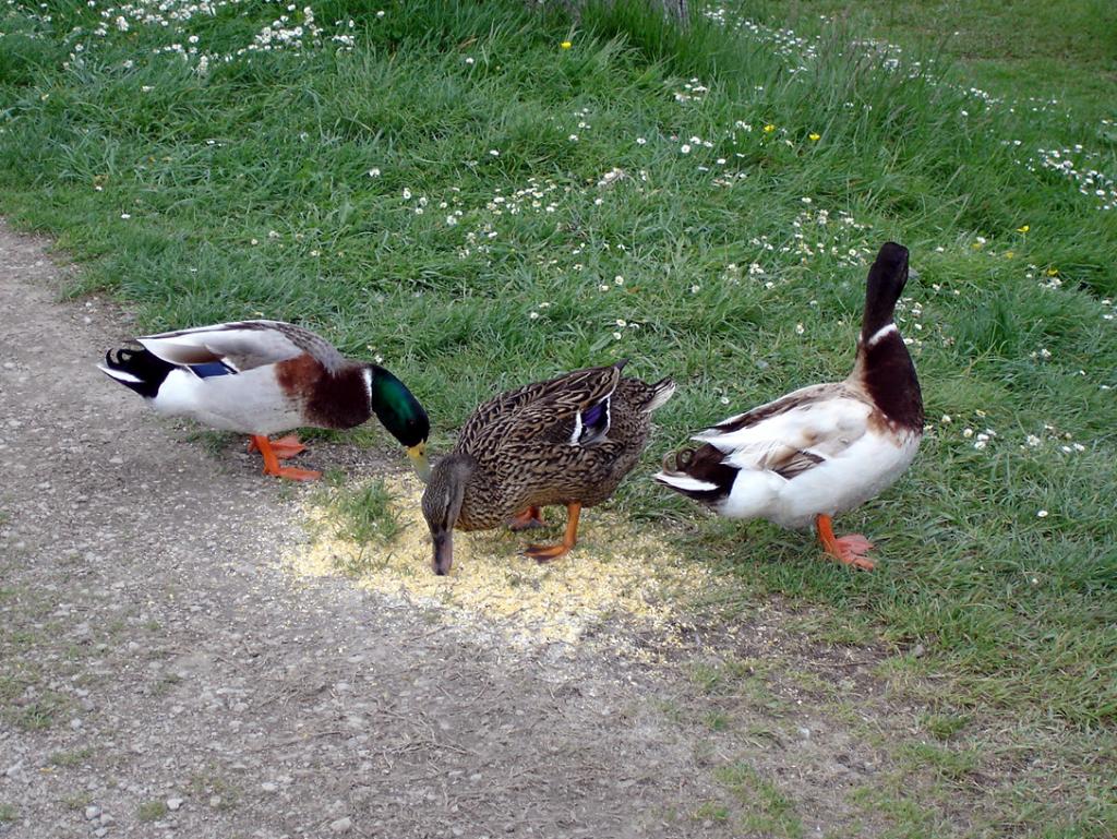Foto de Banyoles (Girona), España