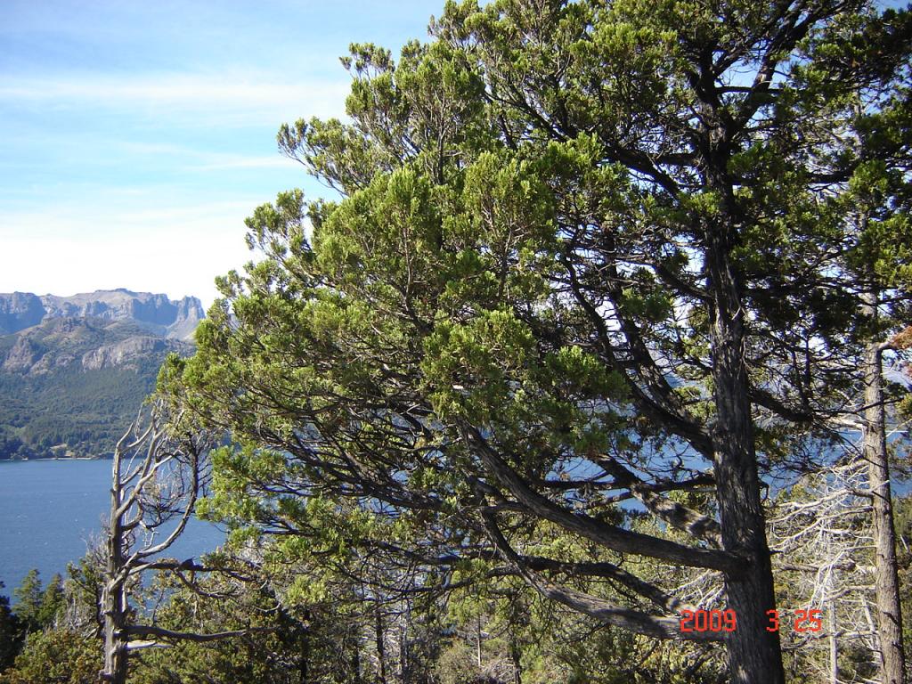 Foto de San Martín de los Andes (Neuquén), Argentina