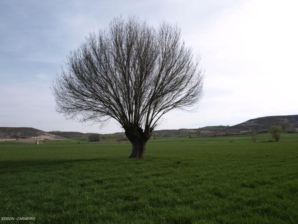 Foto de Peñafiel (Valladolid), España