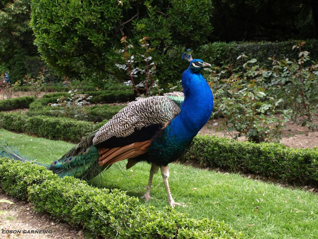 Foto de Valladolid (Castilla y León), España