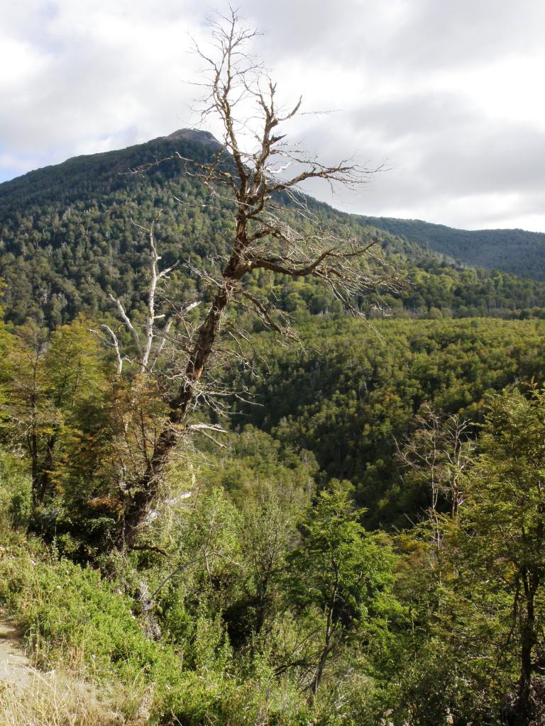 Foto de San Martín de los Andes (Neuquén), Argentina