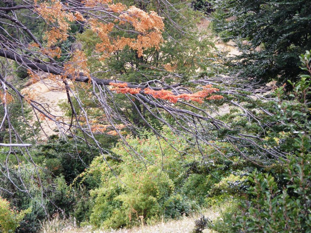 Foto de San Martín de los Andes (Neuquén), Argentina