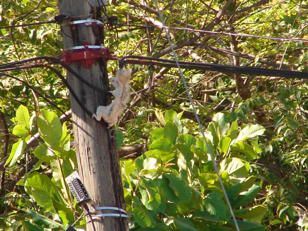 Foto de Lepanto (Puntarenas), Costa Rica