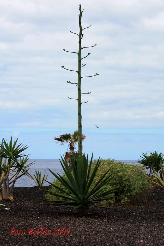 Foto de Playa San Juan (Santa Cruz de Tenerife), España