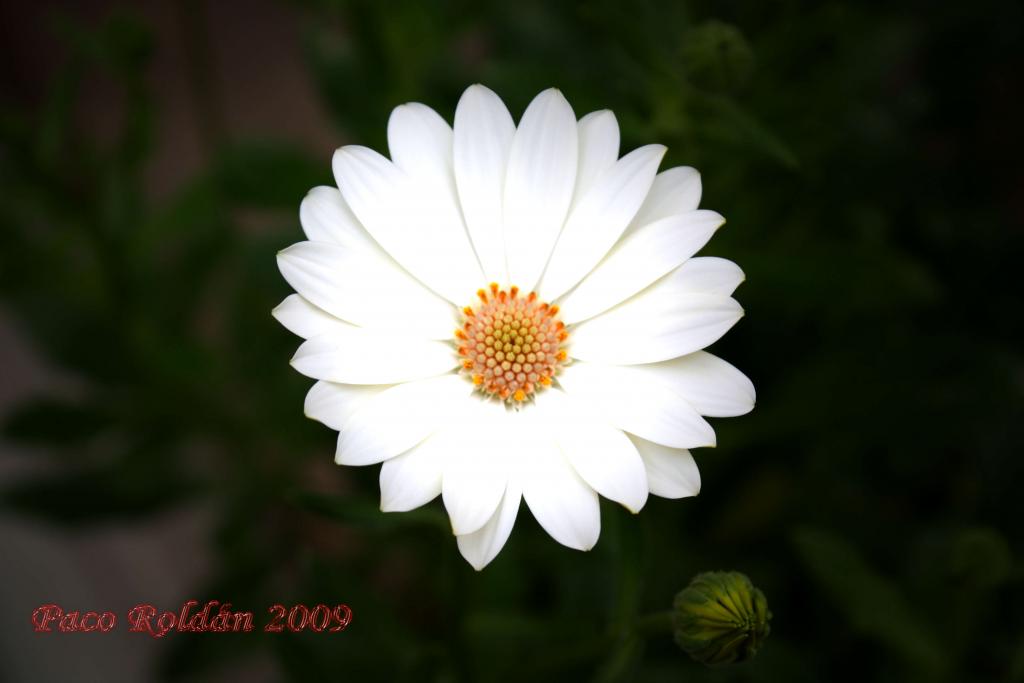 Foto de Parque de la Reina (Santa Cruz de Tenerife), España
