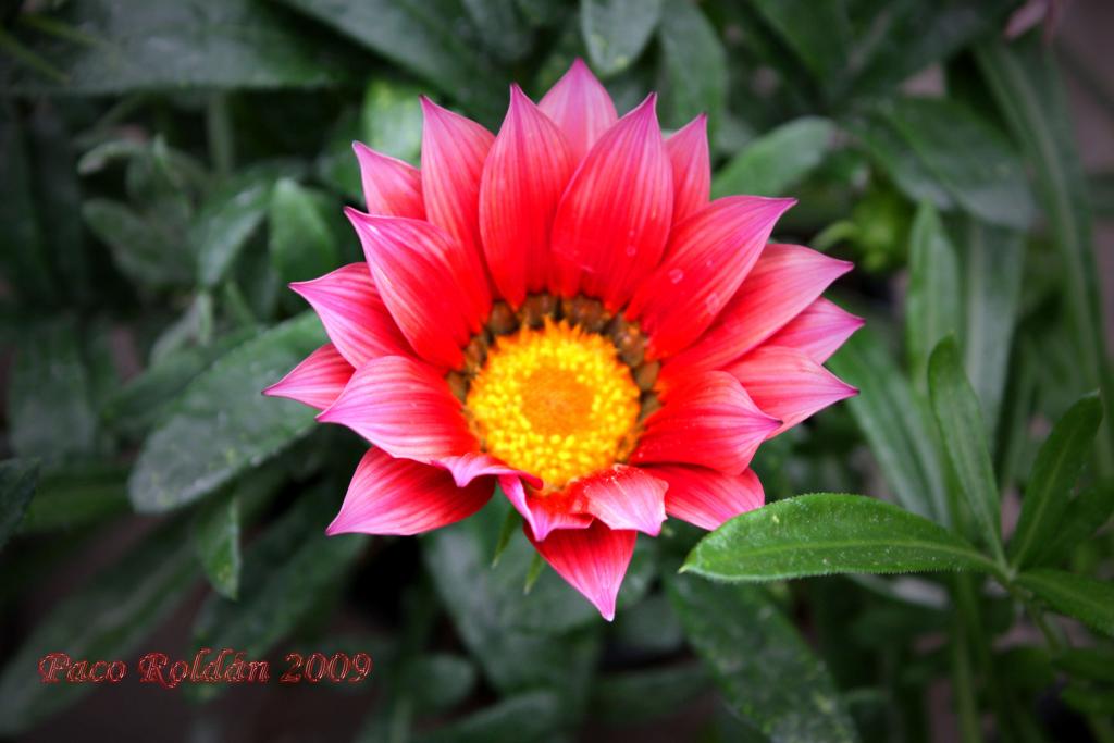 Foto de Parque de la Reina (Santa Cruz de Tenerife), España