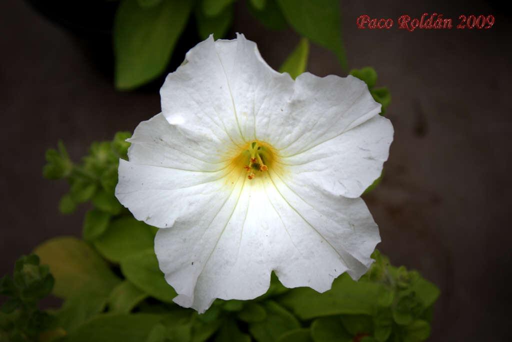 Foto de Parque de la Reina (Santa Cruz de Tenerife), España