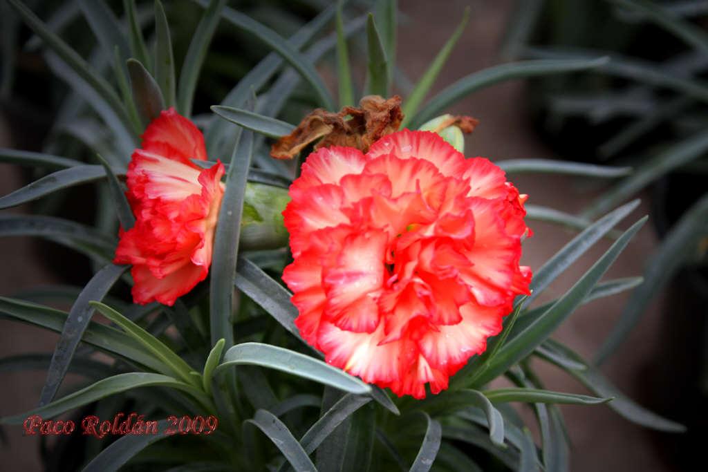 Foto de Parque de la Reina (Santa Cruz de Tenerife), España