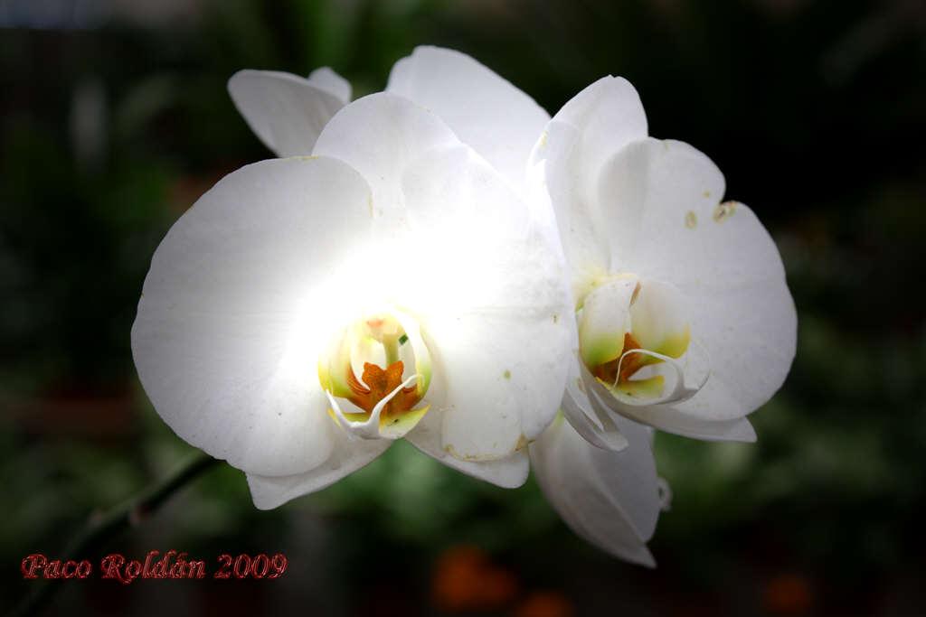 Foto de Parque de la Reina (Santa Cruz de Tenerife), España