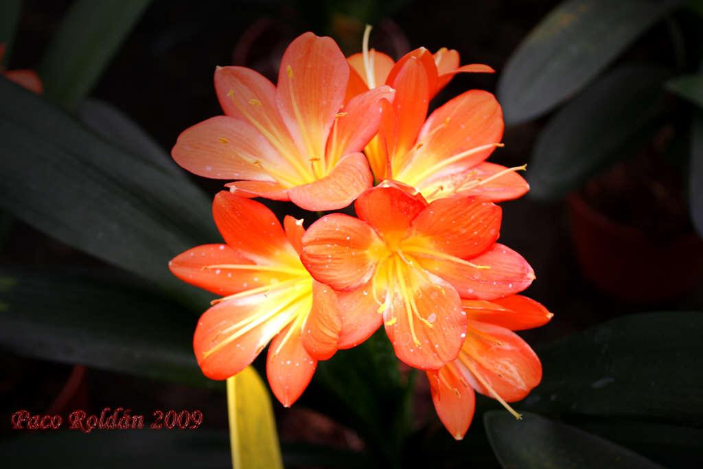 Foto de Parque de la Reina (Santa Cruz de Tenerife), España