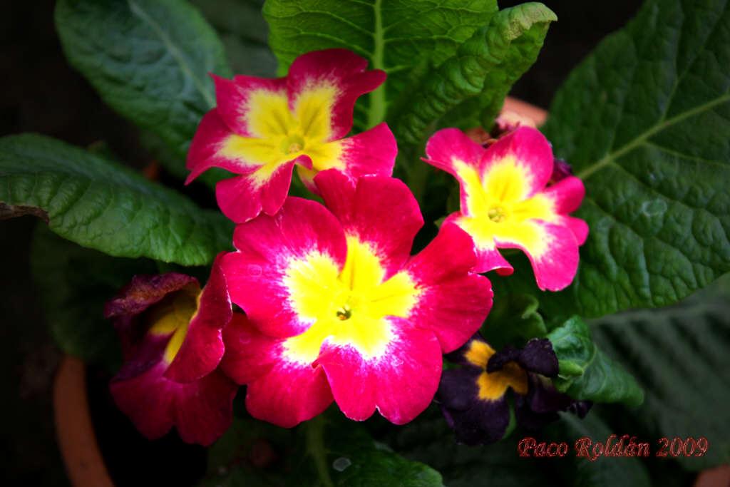 Foto de Parque de la Reina (Santa Cruz de Tenerife), España