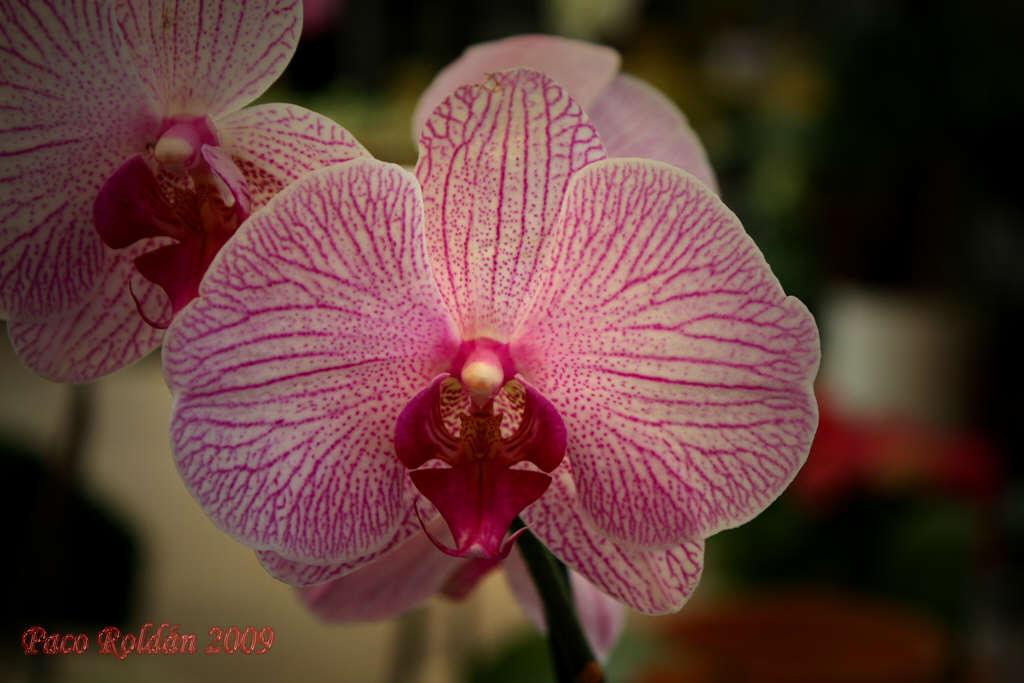 Foto de Parque de la Reina (Santa Cruz de Tenerife), España