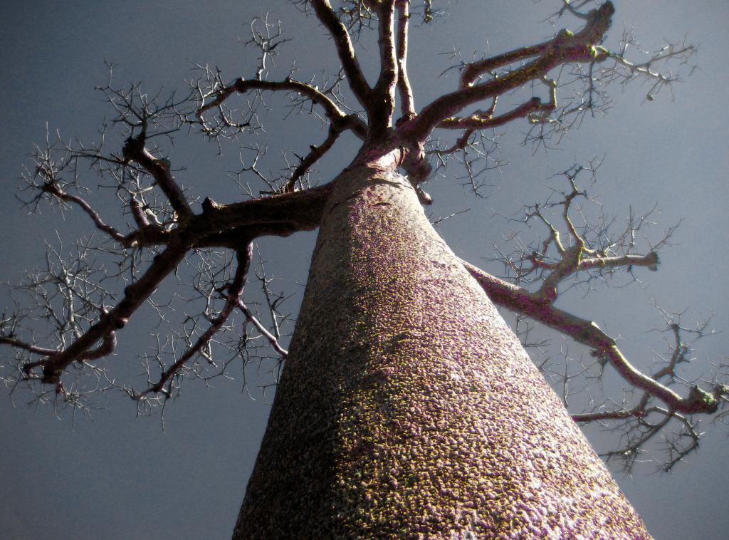 Foto de Ranomaintso, Madagascar