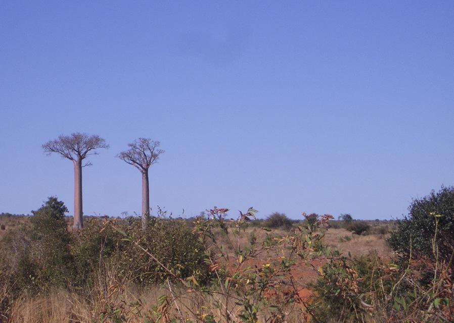 Foto de Sakaraha, Madagascar