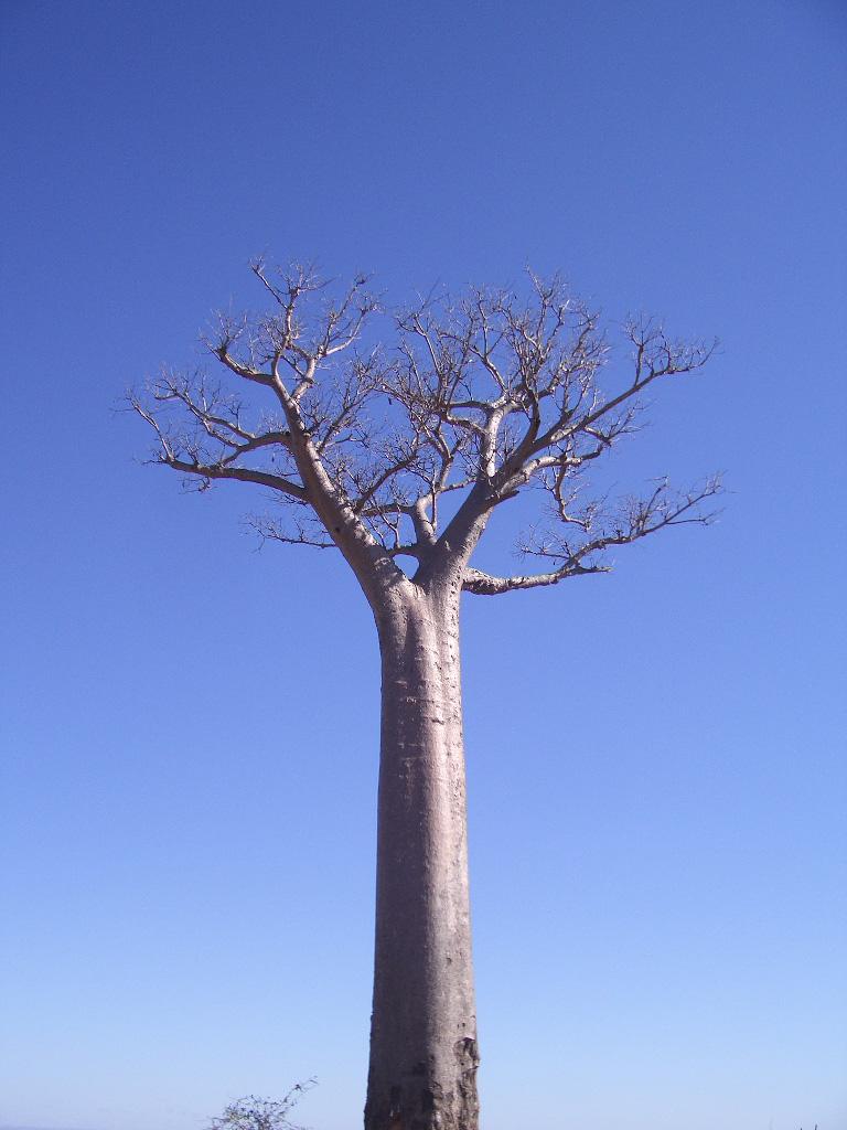 Foto de Andranovory, Madagascar