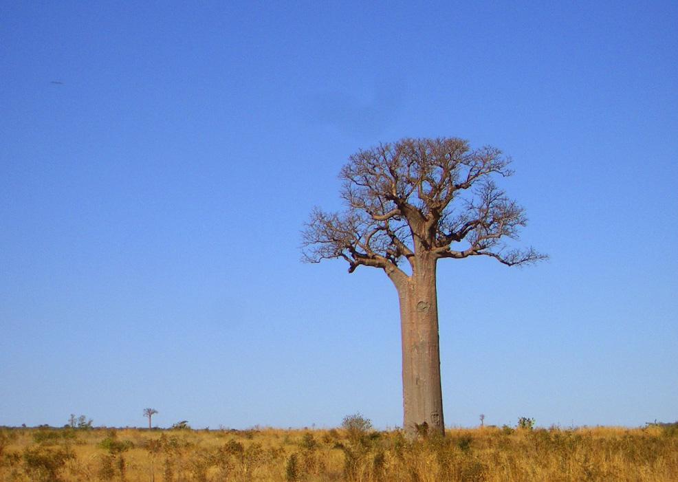 Foto de Toliara, Madagascar