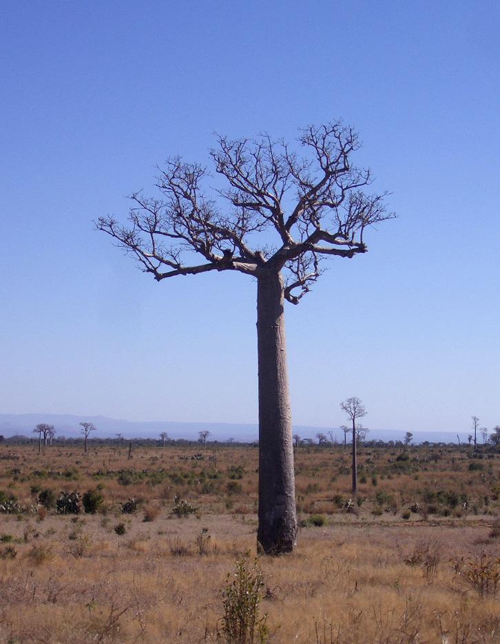 Foto de Toliara, Madagascar