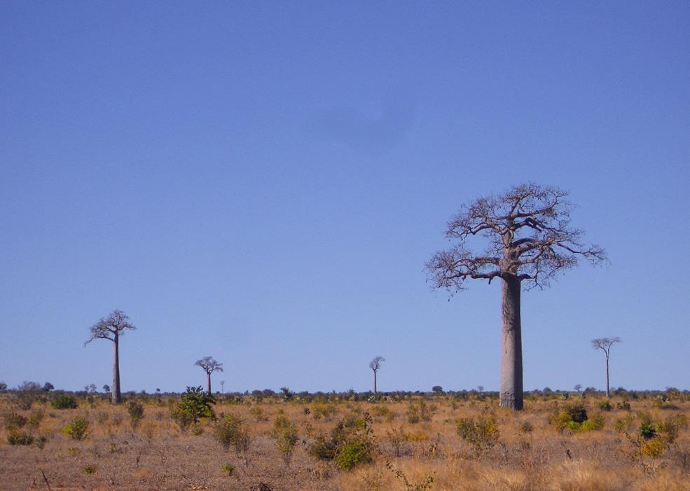 Foto de Toliara, Madagascar
