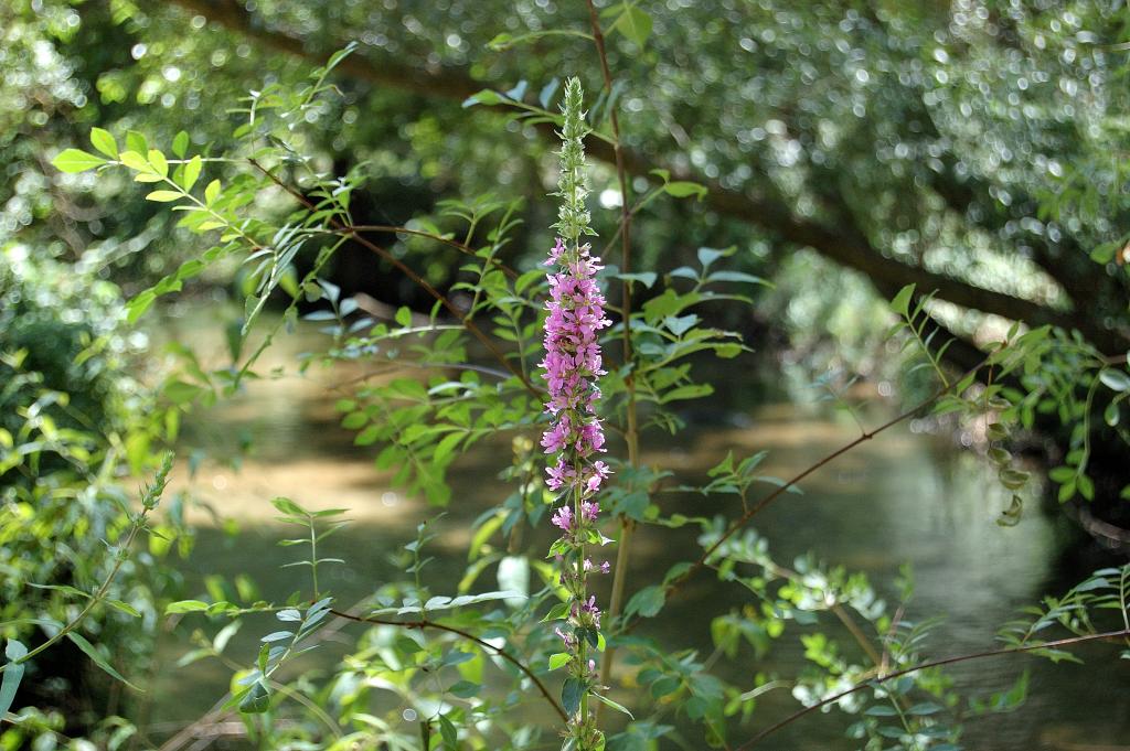 Foto de Sepúlveda (Segovia), España
