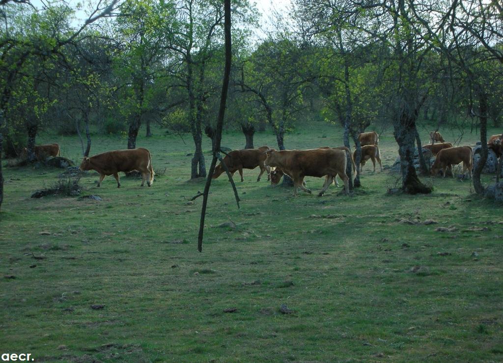 Foto de Peralejo (Madrid), España