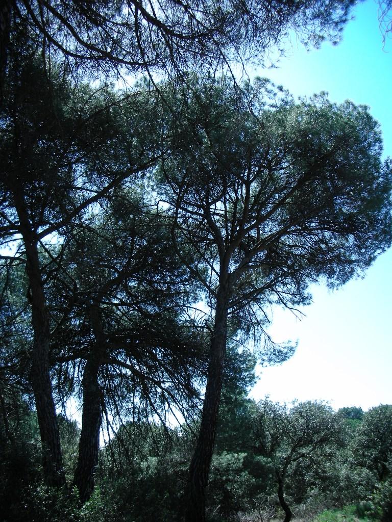 Foto de Majadahonda (Madrid), España