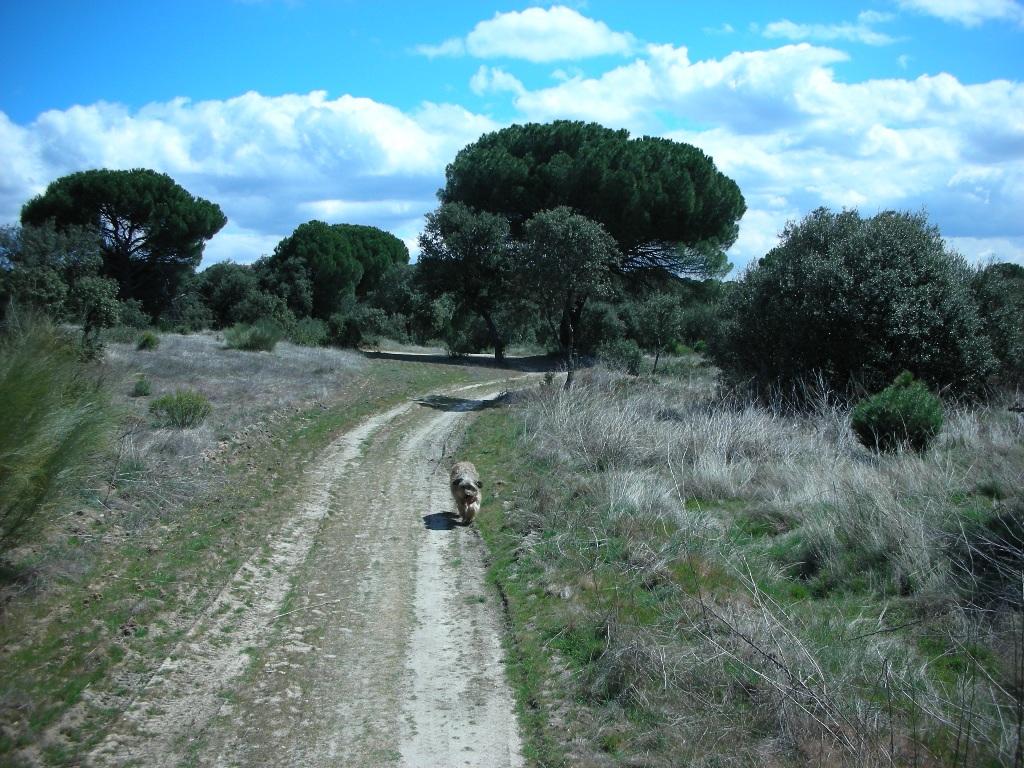 Foto de Majadahonda (Madrid), España