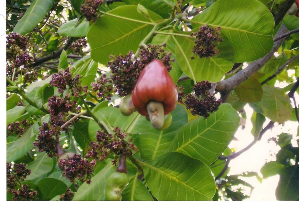 Foto de Los Tigûilotes, El Salvador
