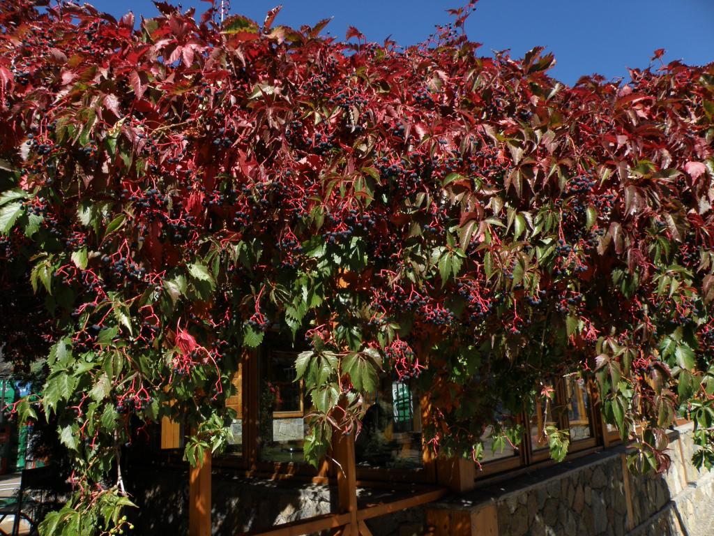 Foto de San Martín de los Andes (Neuquén), Argentina