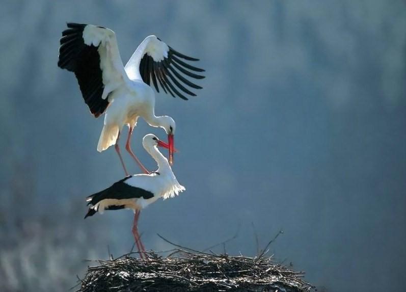 Foto de Peñafiel (Valladolid), España