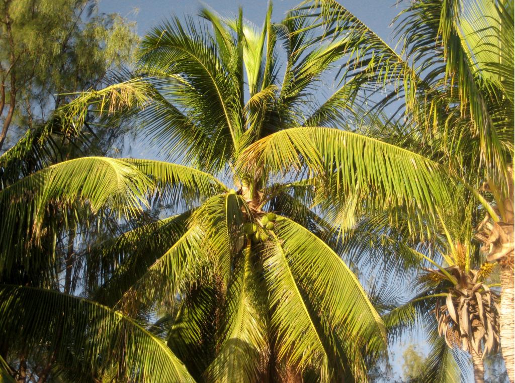 Foto de Ifaty, Madagascar