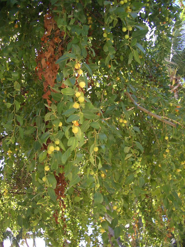 Foto de Ifaty, Madagascar