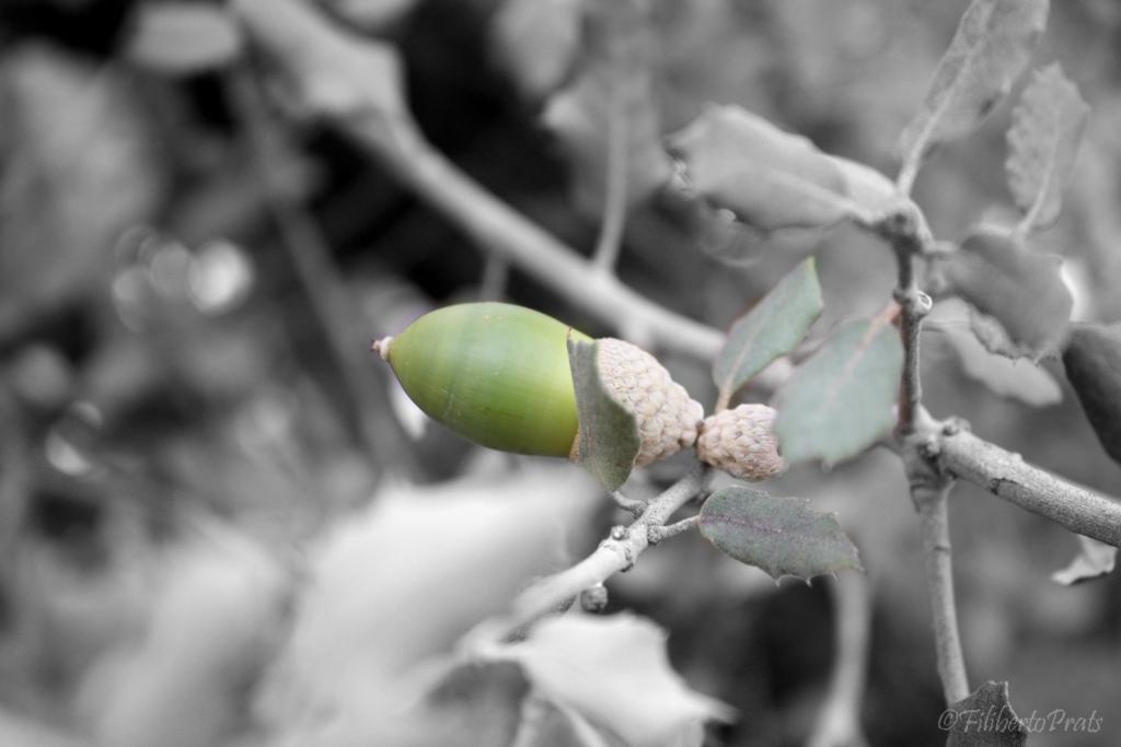 Foto de Albalat dels Tarongers (València), España