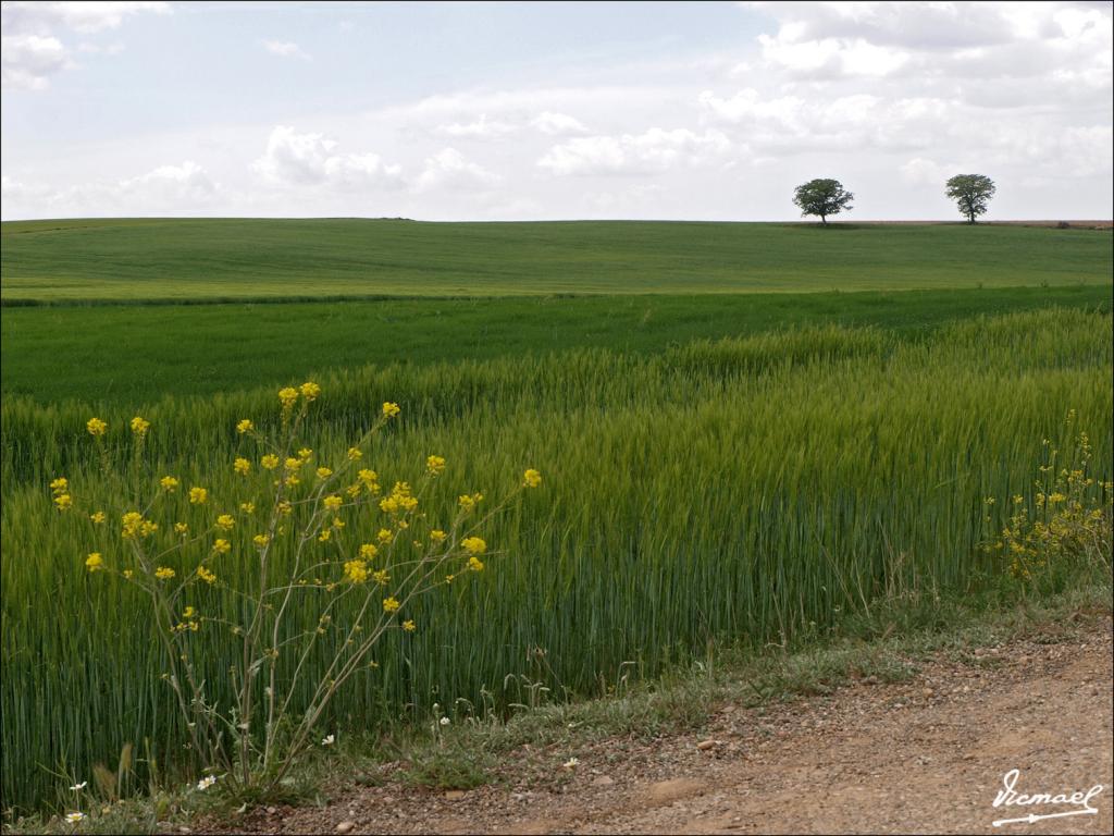 Foto de Alconchel de Ariza (Zaragoza), España