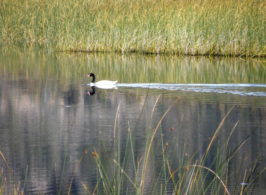 Foto de Aluminé (Neuquén), Argentina